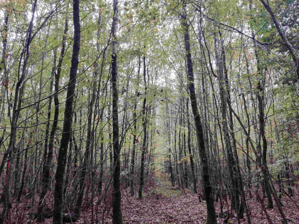 cloisonnement d'exploitation de jeunes chênes de première éclaircie pour bouchots