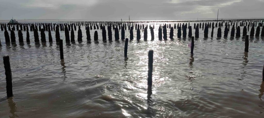 pieux de bouchot recouverts de moules à la Plaine sur Mer