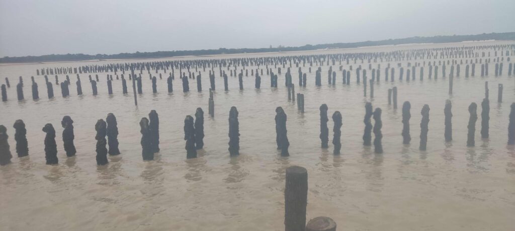 pieux de bouchot recouverts de moules à la Guérinière Noirmoutier